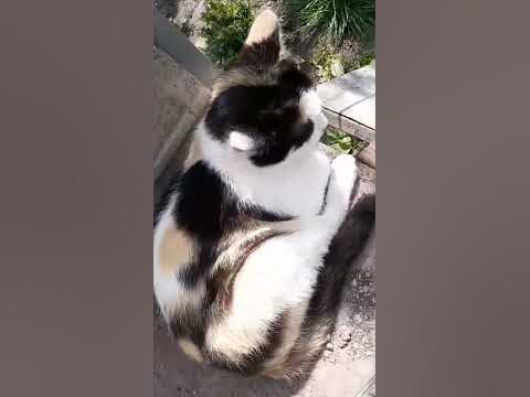 котик лежить під сонечком 🥰🥰🥳 - YouTube