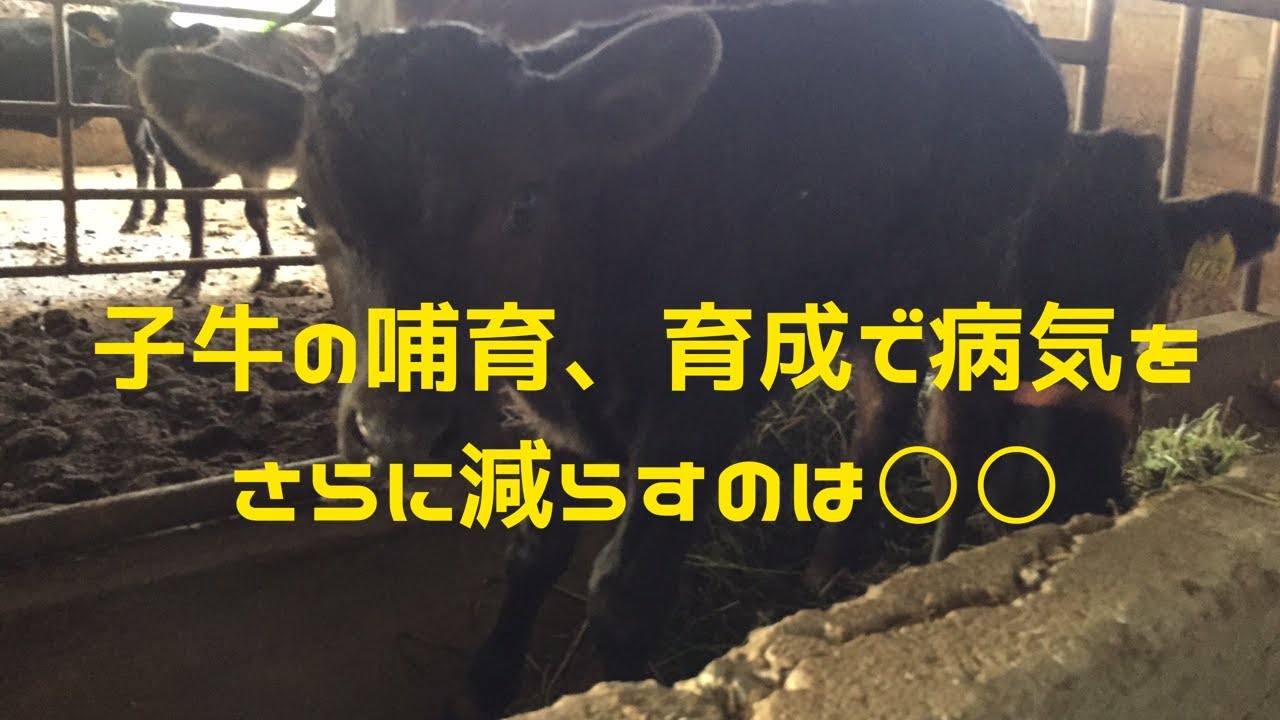 子牛の哺育、育成で病気をさらに減らすのは○○『ファムコネラジオ#17』