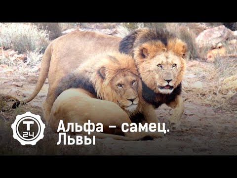 Альфа – самец. Львы | Т24 Альфа – самец. Львы | Т24