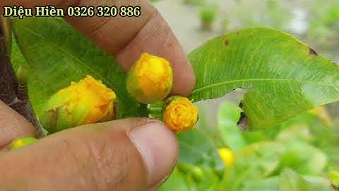 Cúc bi tiên sinh, cúc  thọ hương trổ hoa