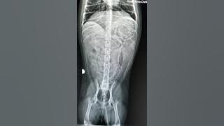 Radiographic evaluation - abdominal (normal vs abnormal)