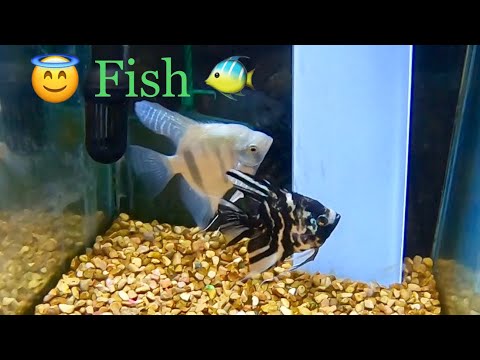 vlogs in spanish 🐠 Short Vid Of Some Angel Fish 😇