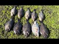 Days 4 perches fishing in the rain 🌧️ fast action, limited out in 2 hrs😂 02/02/24
