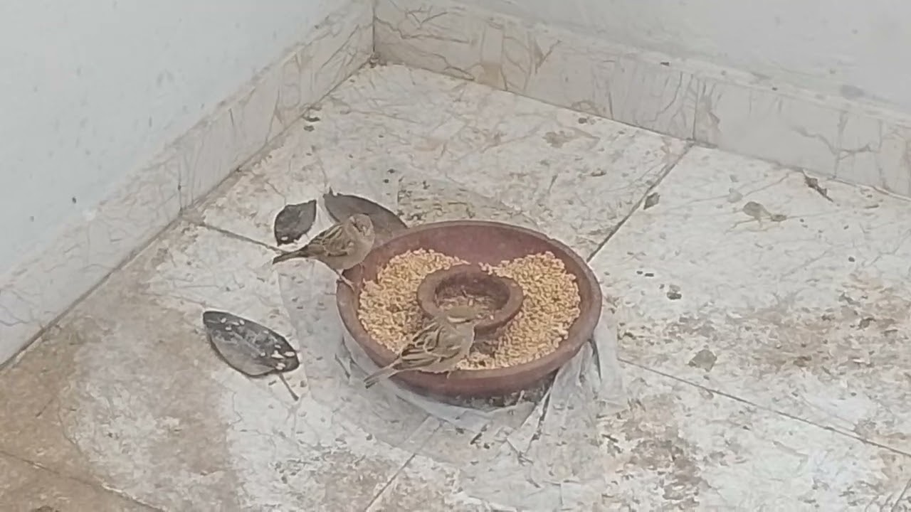 the pet collective parrots 