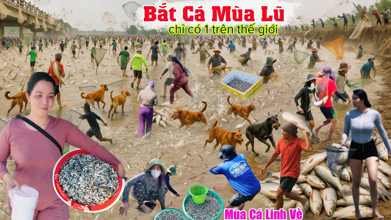 Mùa nước nổi 2025 mặc mưa bão đổ xô bắt cá linh về chợ cảnh chỉ có 1 ở thế giới