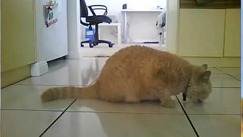 Watch the video about Woos the cute cream british shorthair!