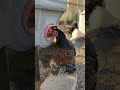 How I go on vacation with 48 chickens! #vacation #prep... #Shorts #simplychickensofficial
