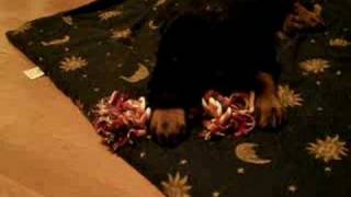 Min Rottis Valp Buddha