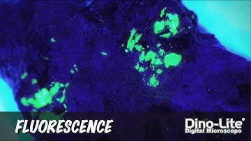Dino-Lite Series: Fluorescence