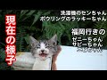 【洗濯機の猫】ボウリング場で保護された猫と福岡に行った猫達のその後の様子