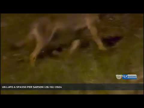 UN LUPO A SPASSO PER SARSON | 29/02/2024