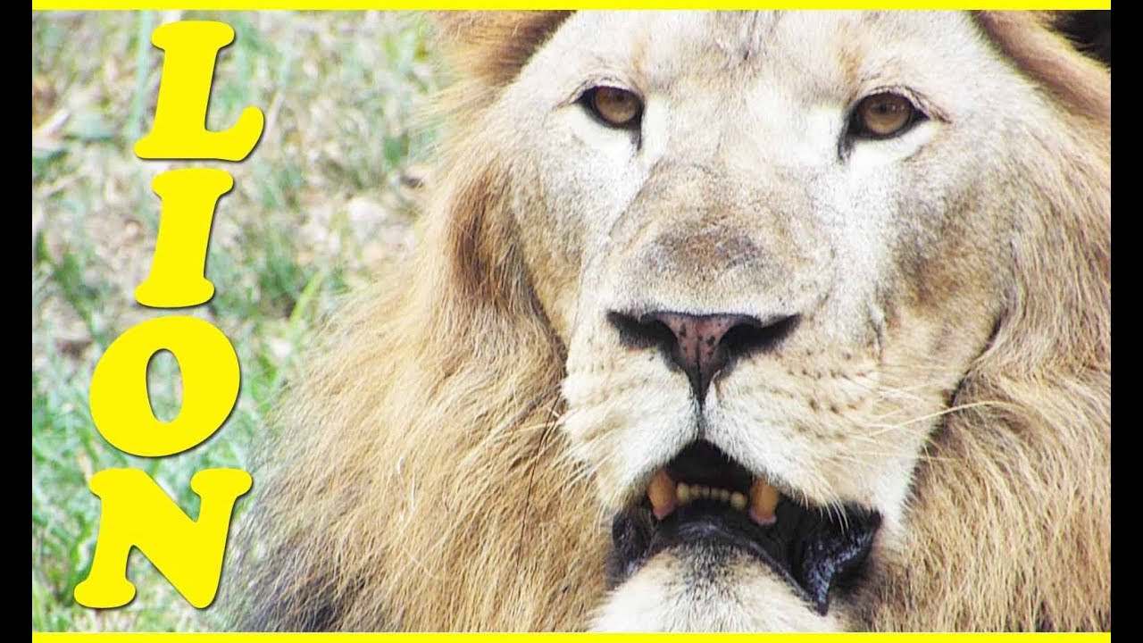 SINGAPORE ZOO LION FULL VIDEO YouTube
