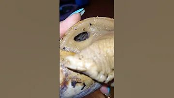 Пневмостом у улитки ахатины😱🐌#supersnails