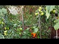 Можно ли на одной грядке вырастить томаты, огурцы, перцы и баклажаны?