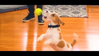 Dog Training, Oliver, Jack Russell, Day 5: Off Leash | Home Training | Front Door | Blairsville GA by Sit Up N Listen Dog Training 54 views 3 months ago 7 minutes, 35 seconds
