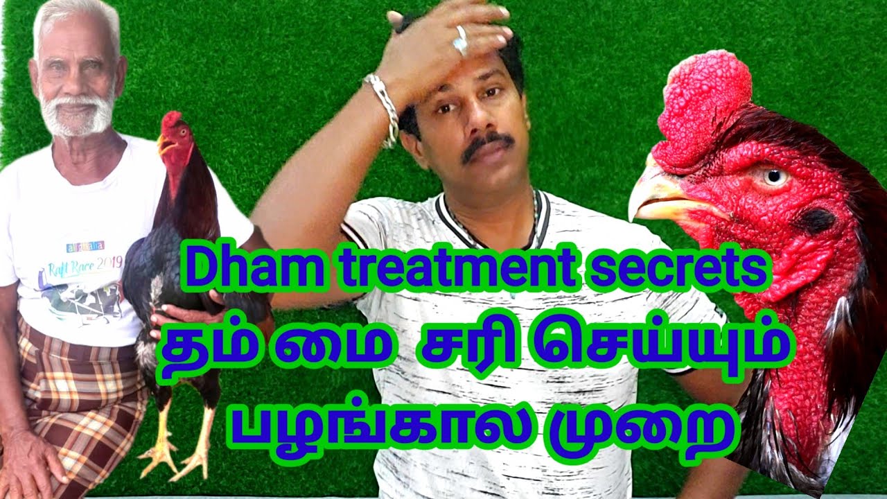 சண்டை சேவல்களுக்கு dham ஏற்படும👉தம் சுவாச👈 பிரச்சனை சரி செய்ய இயற்கை மருத்துவம்