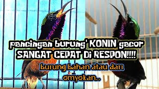 pancingan konin cepat di respon@jahid channel