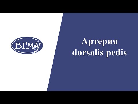ВЕНЫ и АРТЕРИИ НИЖНИХ КОНЕЧНОСТЕЙ l Артерия dorsalis pedis