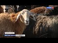 Волгоградские овцеводы улучшают качество эдильбаевской породы