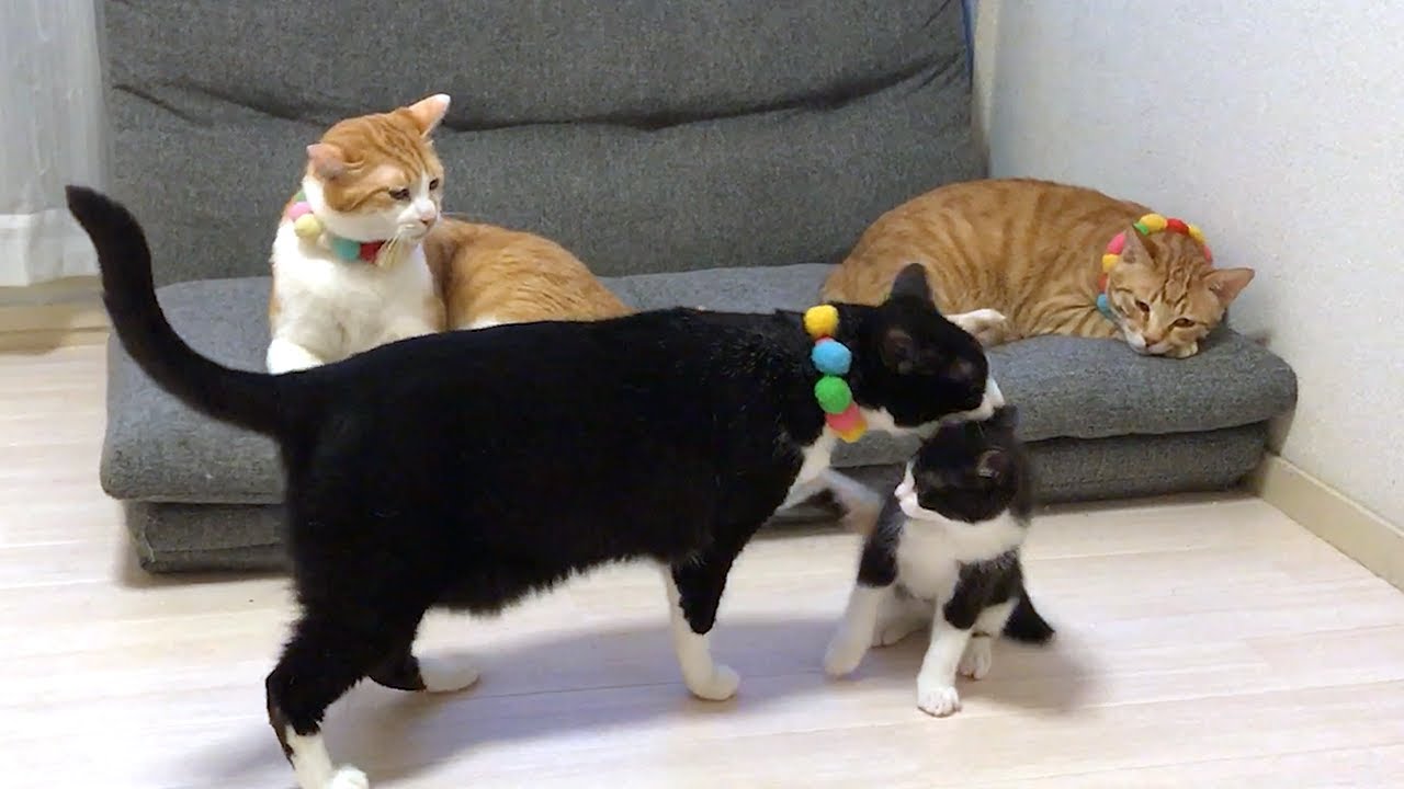 でんぐり返ってジャストフィット 大人の猫さんにしっぽで遊んでもらった子猫さんがまさかの状態になってなごむ 行動全て可愛い Togetter