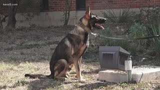 New K-9 now working at Bexar County Detention Center