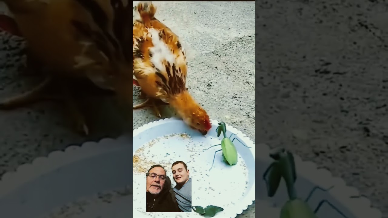Praying mantis attacks chicken