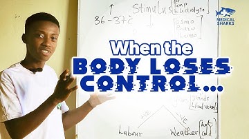 Understanding Homeostasis — The Body’s Balance System Explained!