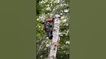 Husqvarna 564XP demo at HoneyFest. Saw is landing soon!! #husqvarna #chainsaw #arborist #treework