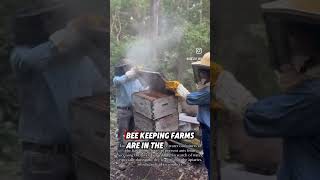 Bees Saving Wildcats