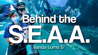 Behind the SEAA: Vanda Turns 5!
There’s lots of excitement going on at S.E.A. Aquarium… Because Vanda turns 5 this National Day! Check out what our aquarists have in store for our “miracle” zebra shark on her special day. Behind the SEAA: Vanda Turns 5!