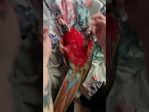 Happy Macaw loves