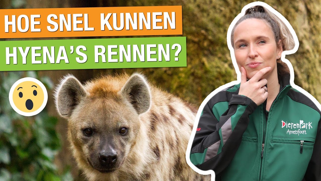 DIT IS WAAROM HYENA’S LACHEN! 😂 & ZO SNEL RENNEN HYENA'S! 😱 | Carlijns Dierenvraag #50