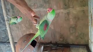 Raw beautiful healthy active hand tame talking parrot bird#raw green parrot bird#viral#video. by Birds Lover  38 views 11 days ago 17 seconds