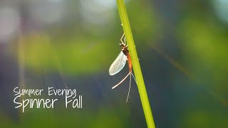 How to Fly Fish a Mayfly Spinner Fall