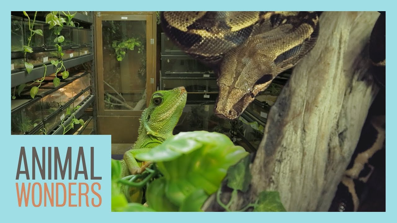 lizard skin grips Reptile Room Renovation!