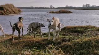 Sunny whippets sunday by Tomasz Kuszyk 70 views 4 years ago 1 minute, 39 seconds