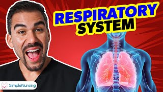 Respiratory System Anatomy for Nurses & NCLEX: Structures, Functions & Clinical Correlations