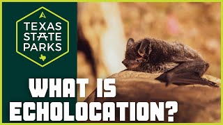 Discover the Fascinating World of Bats at Kickapoo Cavern State Park 🦇