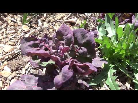 ভিডিও: Orach Mountain Spinach - Orach Plant Harvesting সম্পর্কিত তথ্য