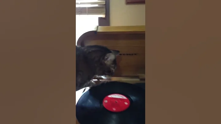 Dj kitty