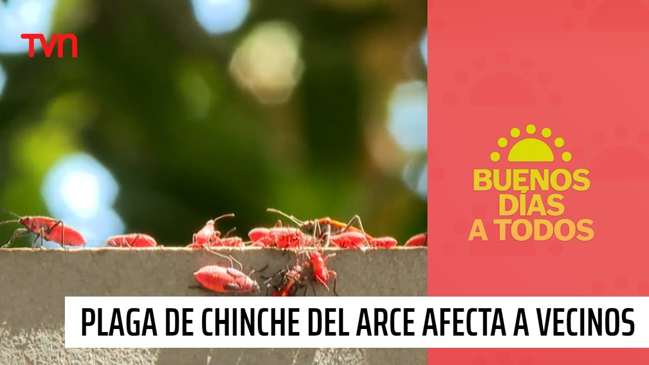 ¡Una pesadilla! Vecinos están aterrados por plaga de Chinches del Arce ...