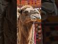 ऊँट 🐪#shorts #viralvideo #camellife #petshorts #oontkisawari