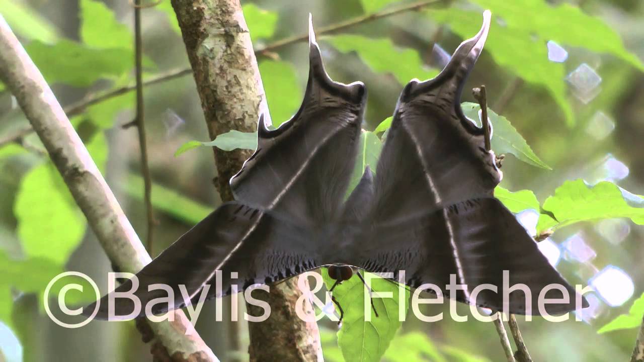 Tropical Swallowtail moth, Laos. 20110713_135534.mp4