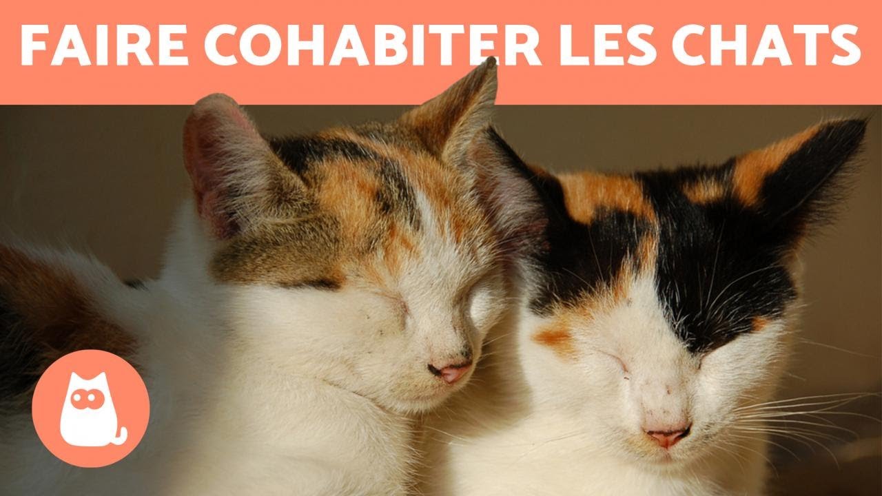 Chats Comment Les Faire Cohabiter Avec Un Autre Chat Ou Un