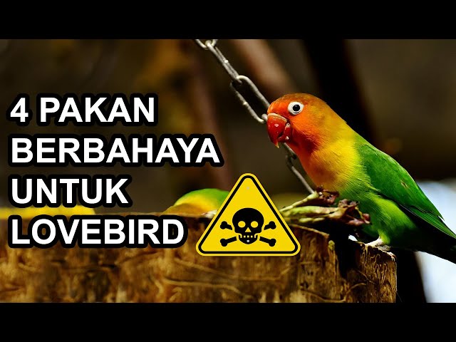 4 Dangerous Foods For Lovebirds class=