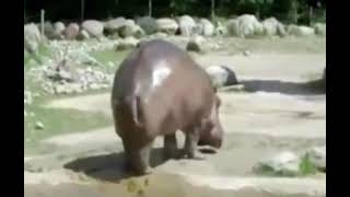 Носорог Смешно Чихнул