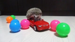 ハリネズミのえびす丸 014 ドライブにゆくよ　Hedgehog driving a car by ハリネズミえびす丸 4,900 views 9 years ago 33 seconds