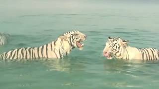 Amazing tigers playing in the sea