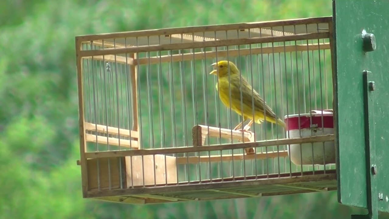 Participo en amarillo sin cierre Copa Federacion Monte Grande 23-02-25 14