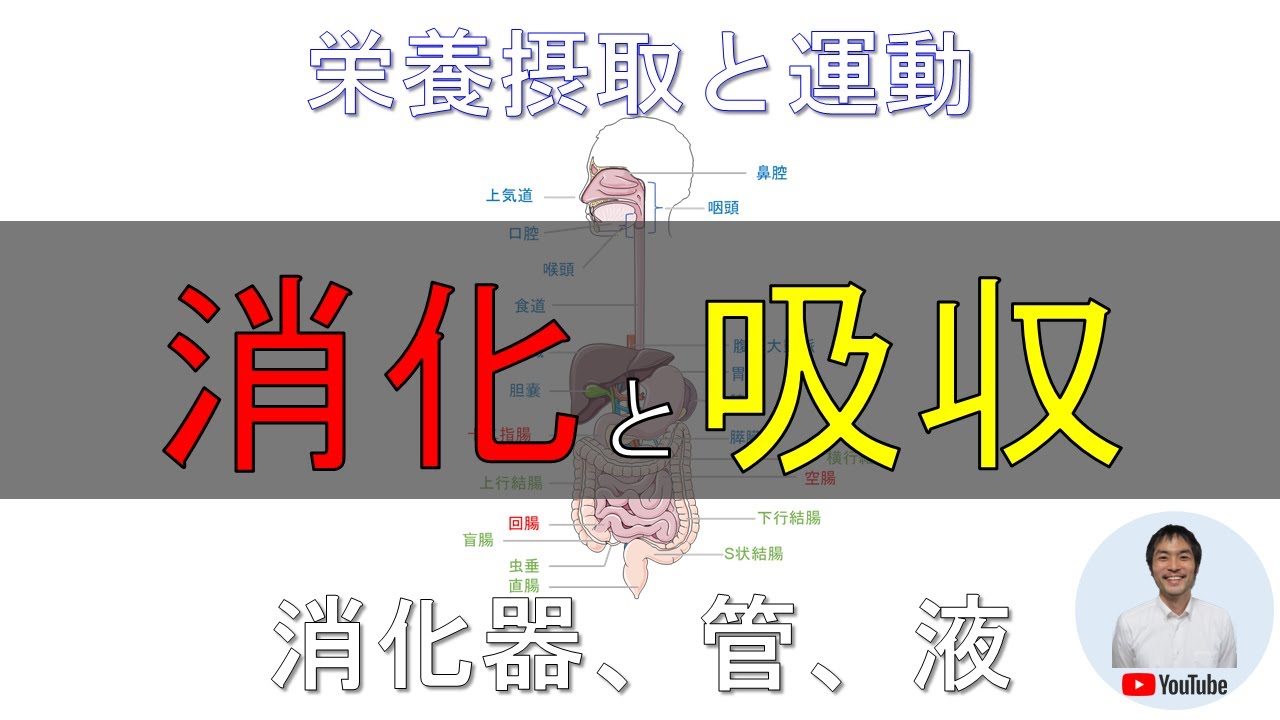 【消化と吸収】について詳しく解説! - YouTube